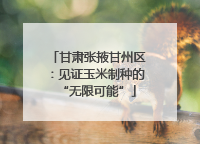 甘肃张掖甘州区：见证玉米制种的“无限可能”