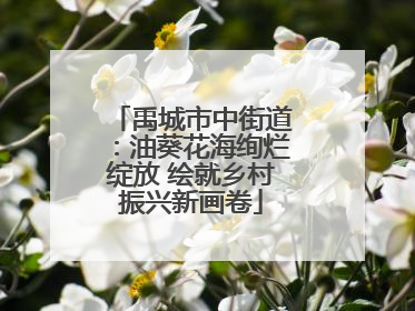 禹城市中街道：油葵花海绚烂绽放 绘就乡村振兴新画卷