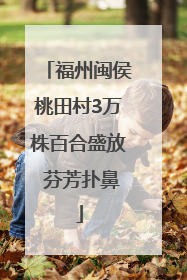 福州闽侯桃田村3万株百合盛放 芬芳扑鼻