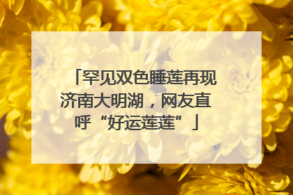 罕见双色睡莲再现济南大明湖，网友直呼“好运莲莲”