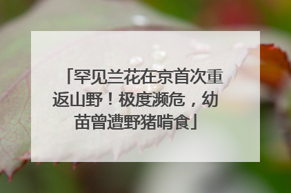 罕见兰花在京首次重返山野！极度濒危，幼苗曾遭野猪啃食