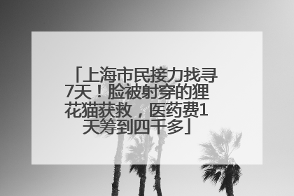 上海市民接力找寻7天！脸被射穿的狸花猫获救，医药费1天筹到四千多