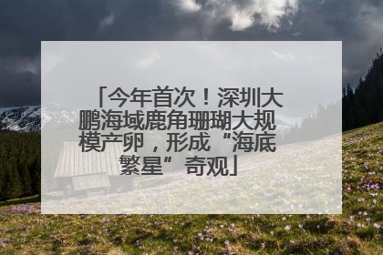 今年首次！深圳大鹏海域鹿角珊瑚大规模产卵，形成“海底繁星”奇观