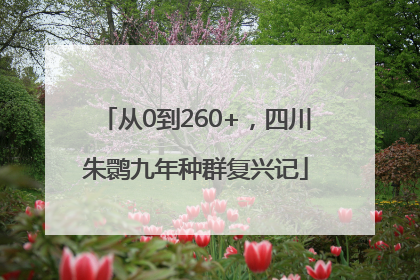 从0到260+，四川朱鹮九年种群复兴记