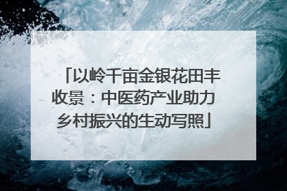 以岭千亩金银花田丰收景：中医药产业助力乡村振兴的生动写照