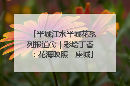半城江水半城花系列报道⑤｜彩绘丁香：花海映照一座城