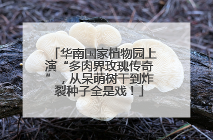华南国家植物园上演“多肉界玫瑰传奇”，从呆萌树干到炸裂种子全是戏！