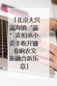 北京大兴瀛海镇“瀛”麦相承小麦丰收开镰 奏响农文旅融合新乐章