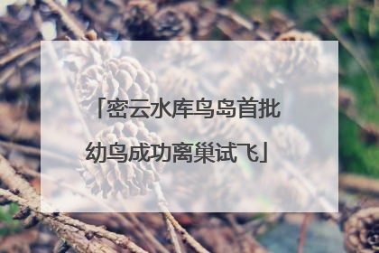 密云水库鸟岛首批幼鸟成功离巢试飞