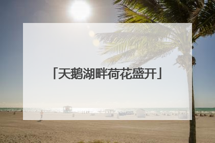 天鹅湖畔荷花盛开