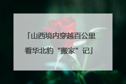 山西境内穿越百公里 看华北豹“搬家”记