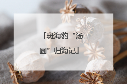 斑海豹“汤圆”归海记