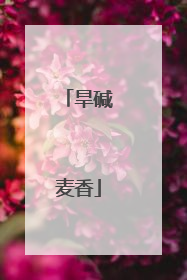 旱碱麦香