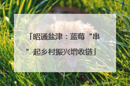 昭通盐津：蓝莓“串”起乡村振兴增收链