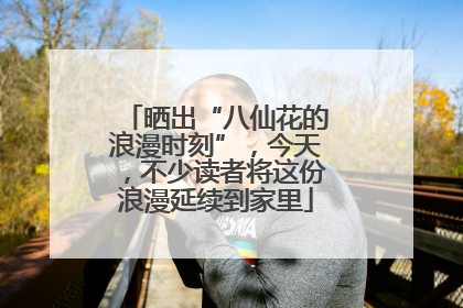 晒出“八仙花的浪漫时刻”，今天，不少读者将这份浪漫延续到家里