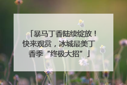 暴马丁香陆续绽放！快来观赏，冰城最美丁香季“终极大招”
