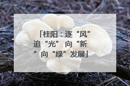 桂阳：逐“风”追“光” 向“新”向“绿”发展