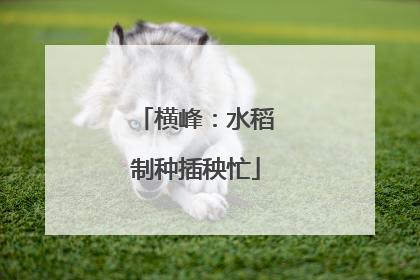 横峰：水稻制种插秧忙