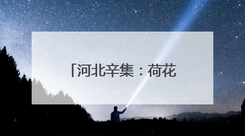 河北辛集：荷花盛开引客来 夏日打卡添新景
