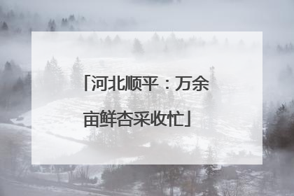 河北顺平：万余亩鲜杏采收忙
