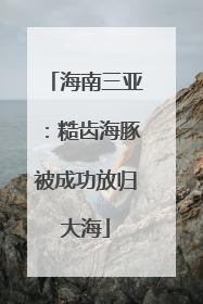 海南三亚：糙齿海豚被成功放归大海