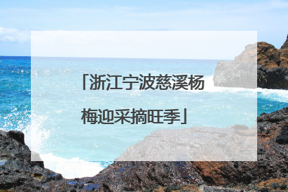 浙江宁波慈溪杨梅迎采摘旺季