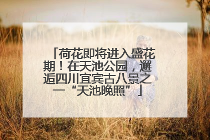 荷花即将进入盛花期！在天池公园，邂逅四川宜宾古八景之一“天池晚照”