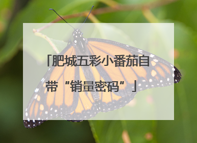 肥城五彩小番茄自带“销量密码”