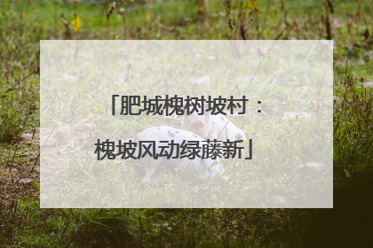肥城槐树坡村：槐坡风动绿藤新