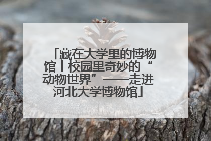 藏在大学里的博物馆丨校园里奇妙的“动物世界”——走进河北大学博物馆