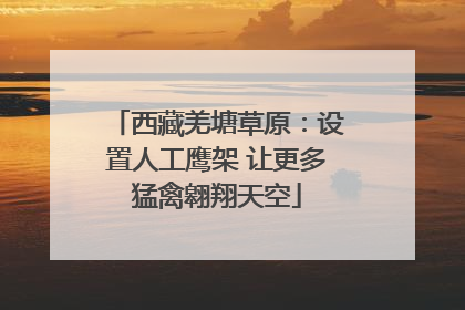 西藏羌塘草原：设置人工鹰架 让更多猛禽翱翔天空