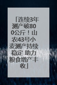 连续3年测产破800公斤！山农43号小麦测产持续稳定 助力粮食增产丰收