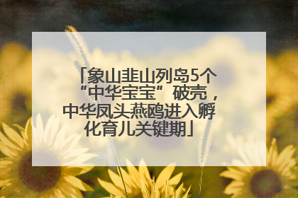 象山韭山列岛5个“中华宝宝”破壳，中华凤头燕鸥进入孵化育儿关键期
