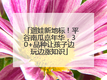 遛娃新地标！平谷南瓜嘉年华，30+品种让孩子边玩边涨知识