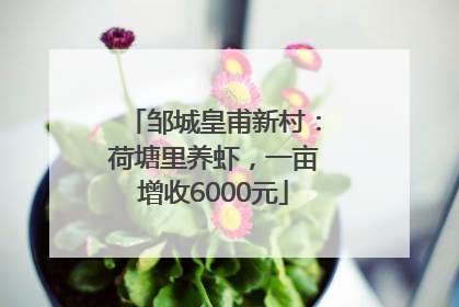 邹城皇甫新村：荷塘里养虾，一亩增收6000元
