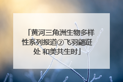 黄河三角洲生物多样性系列报道②飞羽翩跹处 和美共生时