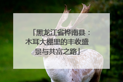 黑龙江省桦南县：木耳大棚里的丰收盛景与共富之路